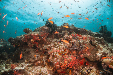 Naklejka na ściany i meble Underwater tropical reef scene, schools of small fish swimming together in blue water among colorful coral reef in The Maldives, Indian Ocean