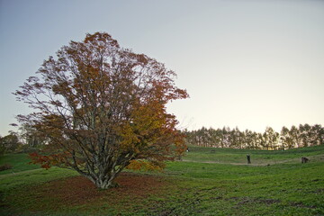 Autumn color tree called KAEDE, in the beautiful green field of Japan
