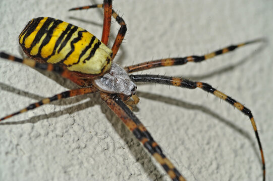 Close-up spider Argiope bruennichi on the wall, spider wasp