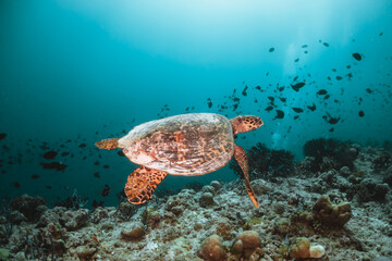 Naklejka na ściany i meble Sea turtle swimming among colorful tropical fish and coral reef in The Maldives, Indian Ocean