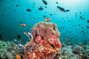 Underwater tropical reef scene, anemone or nemo clown fish swimming in blue water among colorful coral reef in The Maldives, Indian Ocean