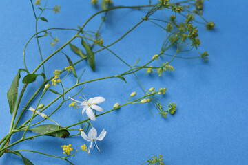 Zarte Blüten vor graublauem Hintergrund für Tischdekoration, Hochzeit, Feier	
