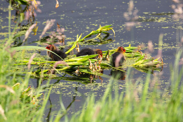 Three just hatched Coots (Fulica atra)