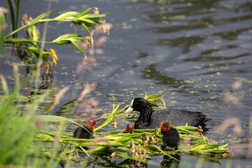 Three just hatched Coots (Fulica atra) with parent