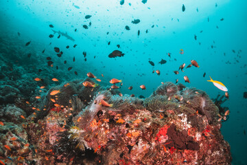 Naklejka na ściany i meble Underwater tropical reef scene, anemone or nemo clown fish swimming in blue water among colorful coral reef in The Maldives, Indian Ocean
