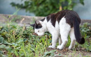 Naklejka na ściany i meble Black and white cat in the grass in nature.