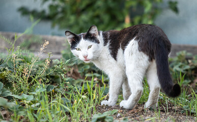 Black and white cat in the grass in nature.