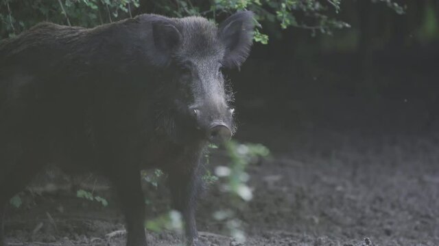 Wild Hog Damage Images – Browse 964 Stock Photos, Vectors, and Video |  Adobe Stock