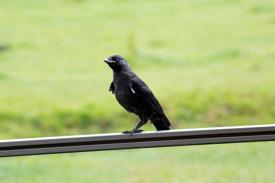 Young Western Jackdaw (Coloeus monedula)