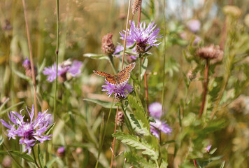 a butterfly sits with open wings on a purple flower
