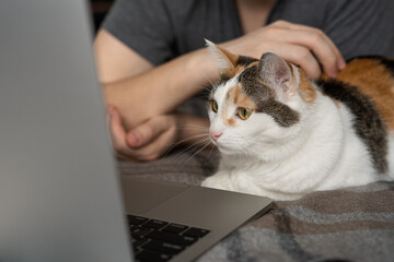Fototapeta premium A man is working on a laptop on the bed, and a cat is lying next to him