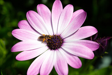 Obraz premium Yellow dung fly (Scathophaga stercoraria) feeding on Cape Marguerite (Dimorphotheca ecklonis)