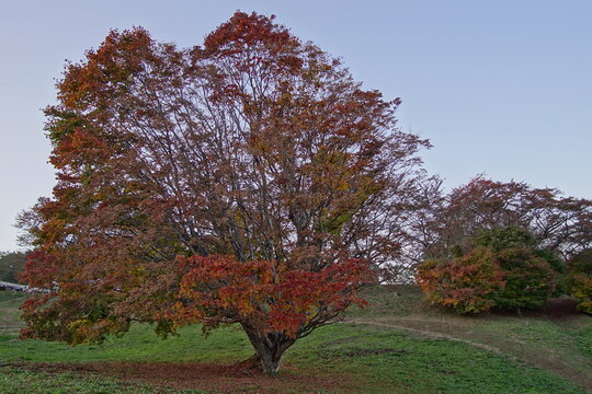 Autumn color tree called KAEDE, in the beautiful green field of Japan
