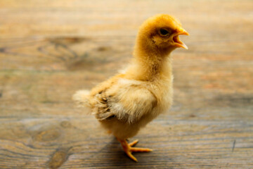 beautiful chick on a wooden surface