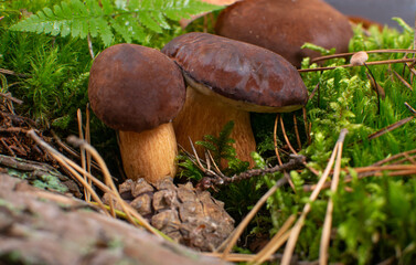 Boletus Badius or Bay Bolete Mushrooms in Wold Forest