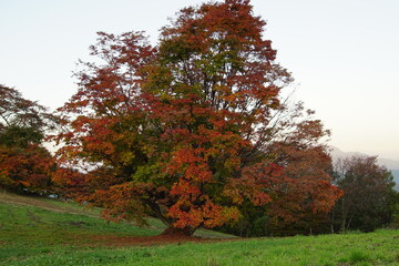Obraz premium Autumn color tree called KAEDE, in the beautiful green field of Japan