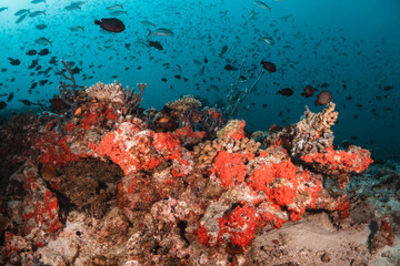 Underwater tropical reef scene, schools of small fish swimming together in blue water among...