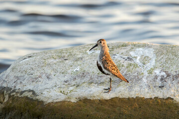 Small wader, the dunlin, Calidris alpina, standing on a stone during migration, alert