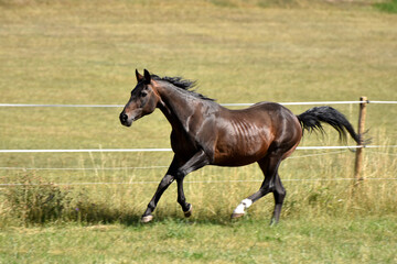 Alter American Quarter Horse Hengst