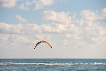 Fototapeta na wymiar Flock of seagulls