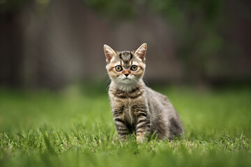 Naklejka na ściany i meble british shorthair kitten posing on grass in summer