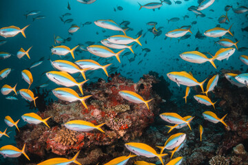 Underwater tropical reef scene, schools of small fish swimming together in blue water among...