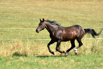 Alter American Quarter Horse Hengst