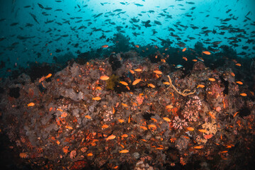 Underwater tropical reef scene, schools of small fish swimming together in blue water among colorful coral reef in The Maldives, Indian Ocean