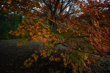 Autumn color tree called KAEDE, in the beautiful green field of Japan