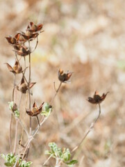 Autumn flowers in the Tuscan Countryside