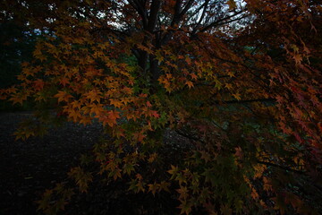 Autumn color tree called KAEDE, in the beautiful green field of Japan