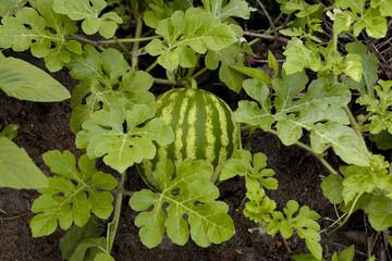 Young watermelon growing in the field. Little green melon in the garden. Stock background, photo