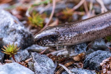 Detailed close up of a shiny slow worm or lizard