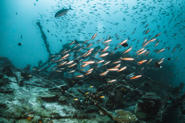 Fototapeta na wymiar Underwater shot of shipwreck surrounded by colorful; tropical fish in blue water