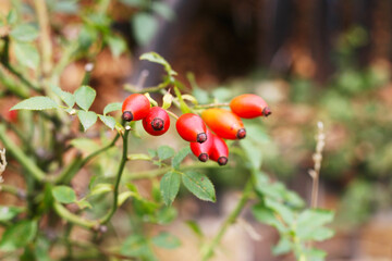 Reife Hagebutten im Spätsommer ernten und als vitaminreichen Tee zur Stärkung des Immunsystems verwenden. Reich an Vitamin C - alternative Medizin mit natürlichen Stoffen.