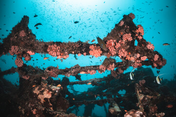 Underwater shot of shipwreck surrounded by colorful; tropical fish in blue water