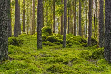 Fototapeten Wald Pine and fir forest with moss covered rocks  © Magnus