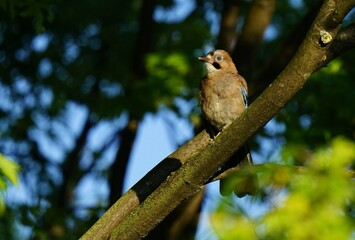 Eurasian jay Garrulus glandarius in summer under blue sky