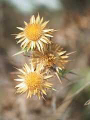 Autumn flowers in the Tuscan Countryside