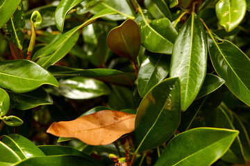 Magnolia fruit on the green leaves background. Magnolia velvet seed pod on tree. Magnolia soulangeana, the saucer magnolia.