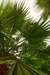 Fototapeta premium Palm Tree Against The Sky. Tropical coast,summer tree, beautiful tropical background
