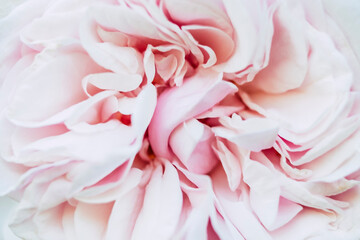 Intérieur d'une rose couleur pastel - Arrière plan naturel romantique
