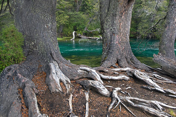 Das grüne Wasser  des Rio Manso im Nationalpark Nahuel Huapi, Patagonien/ Argentinien