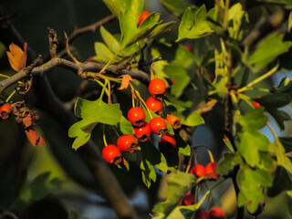 red berries on a branch