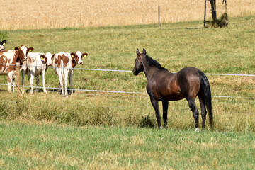 Fototapeta premium Alter American Quarter Horse Hengst