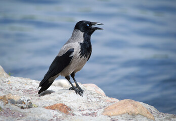 A grey crow basks in the sun on a rocky riverbank with a bokeh effect.