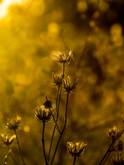 Beautiful wild flower in the steppe