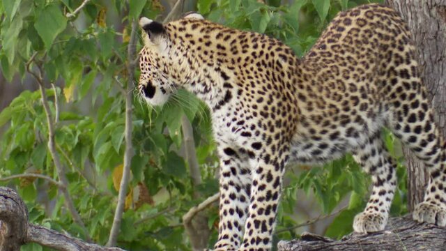 A young leopard cub stretching and yawning before jumping off the branch, Okavango Delta.