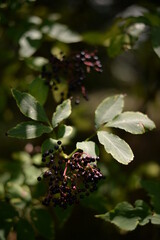 elderberry fruits ripe. Sambucus shrub in the forest. healing medicinal plant
