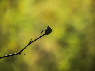 Beautiful field plant in the steppe